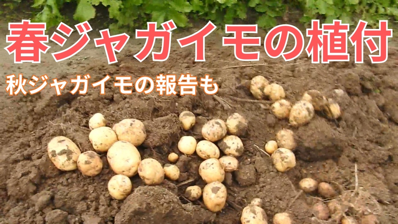 家庭菜園　『春ジャガイモ』　今年の種イモは工夫が❔