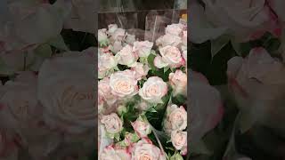 A BOUQUET OF MULTI-HEAD SPRAY ROSES #shortsfeed #trending #viral #roses