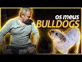 OS MEUS BULLDOGS | BAW WAW