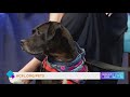 Pet of the Week: let's find Penelope a home
