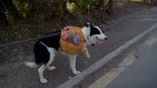In Chile, A Lawyer And His Dog Plog To Raise Recycling Awareness