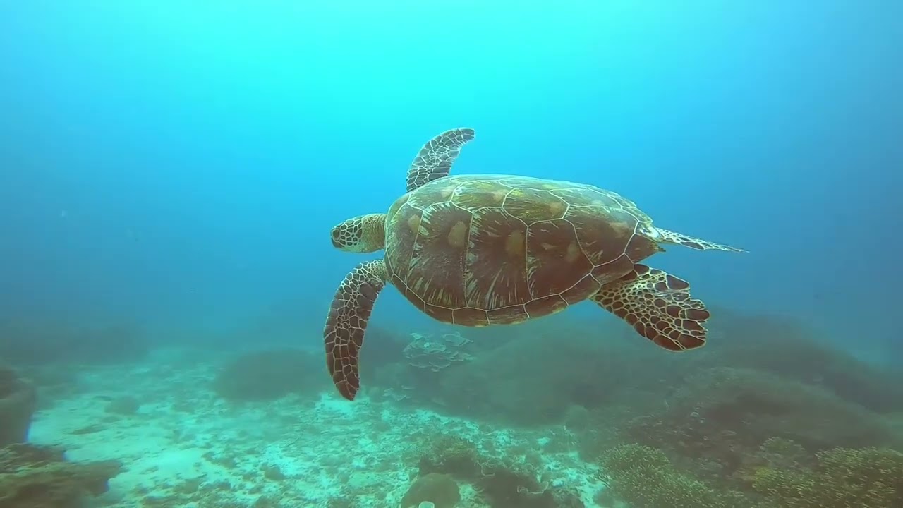 Scuba Diving at Siaba Besar in the Komodo National Park