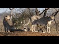 Rare Coalition of FIVE Cheetah Males | On the Beat in the Manyeleti #96