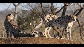 Rare Coalition of FIVE Cheetah Males | On the Beat in the Manyeleti #96