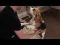 Beagle reunited with his daddy after two months