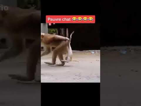 ههههه شوف القرد و قطه