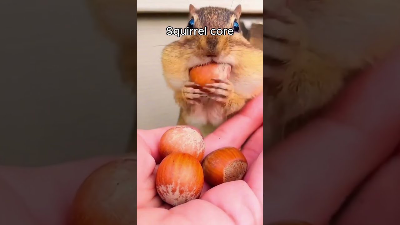 Squirrel core 