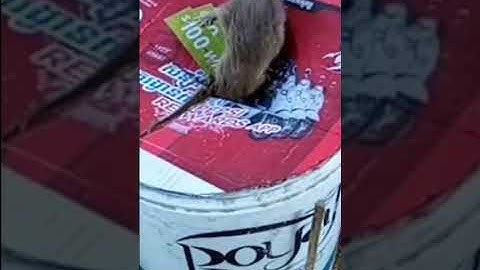 TOP Bucket Mouse Trap / Best Mouse Trap / DIY Homemade Mouse Trap