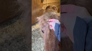 Why is it freezing? Poor Steven’s forelock is frozen too.