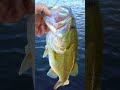 #bass #bigbass #biggestfish #fish #fishing #largemouthbass #topwater