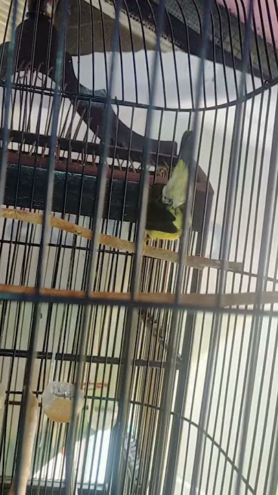 kolibri kelapa gacor isian gereja