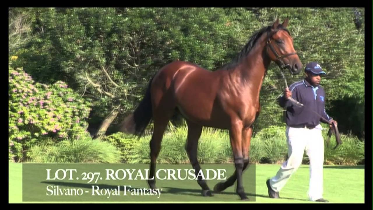 ASCOT STUD YEARLINGS 2016 NYS GOSFORTH YouTube