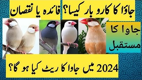 How To Java Sparrow Business Profit Or Lose/Java Demand 2024 How To Java Sparrow Price #Goodaviary