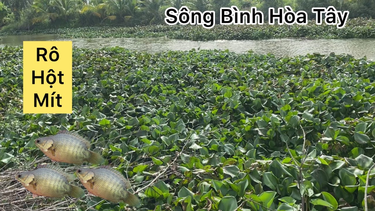 câu cá rô đồng trê vàng tiếp tục bình hoà tây đúng là kênh huyền thoại