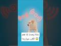 ماذا يحدث إذا فقد الكلب شواربه 