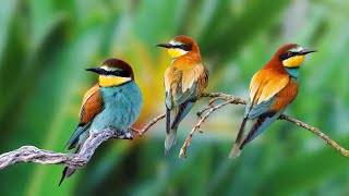 Super Beautiful Birdsong  Nature Sounds: Experience Relaxation and Deep Sleep