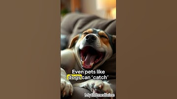 Why Is Yawning Contagious? || Myth2medicine