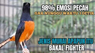 Download lagu PANCINGAN murai Batu FIGHTER BONGKAR MATERI KASAR !! Jadikan semua jenis murai apapun AUTO RESPON