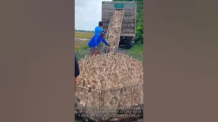 "오리 운반의 지혜｜자체 제작 울타리로 효율적으로 트럭에 태우는 법"