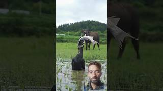 Unbelievable! Bird Swallows a Huge Fish 🐟😱 | Amazing Wildlife Moment #shorts