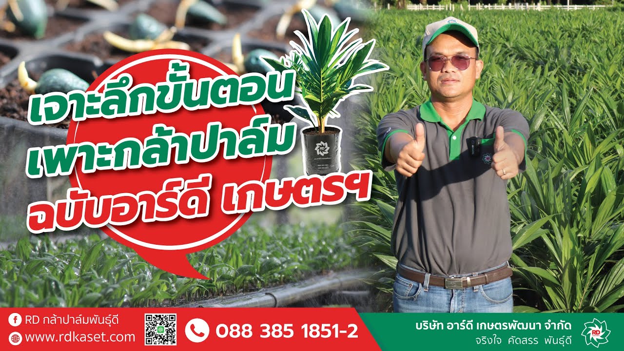 เจาะลึกขั้นตอนเพาะกล้าปาล์ม ฉบับอาร์ดี เกษตรฯ