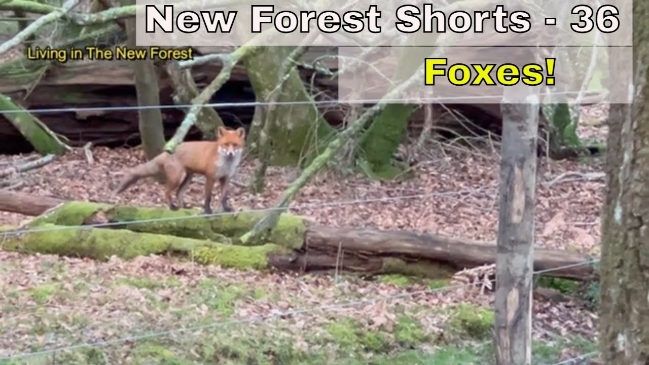 Foxes Screaming in the New Forest | What They Were Doing