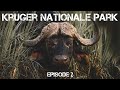 Kruger National Park 2021: Shingwedzi, Episode 2.