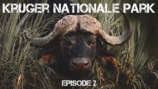 Kruger National Park 2021: Shingwedzi, Episode 2.