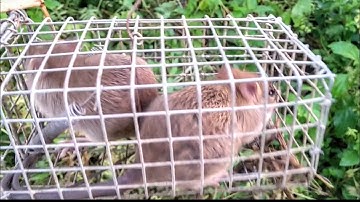 #Binhtran đặt bẫy chuột đồng không cần mòi.