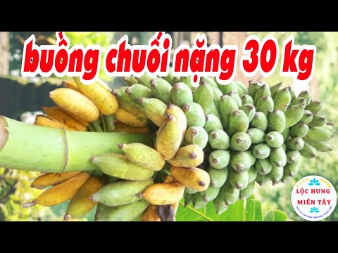 Video Trồng Chuối Như Thế Này Mau Giàu Là Cái Chắc / Buồng... - youtube