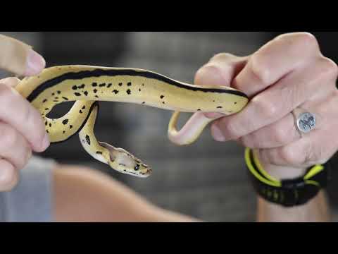 Stunning Lesser Leopard Clown het pied ball python clutch! ID 12 of 2023