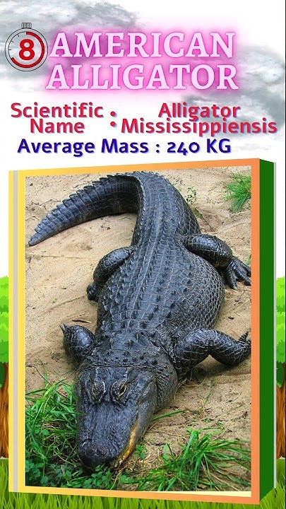 Top 10 reptile reptiles reptileworld top-10-reptile-reptiles-reptileworld