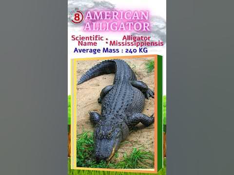 Largest Living Reptiles - Top 10 | #top10 #reptiles #reptile #