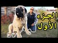 تجربة تربية كلب الانجليش ماستيف مع أ- هشام زكي ENGLISH MASTIFF