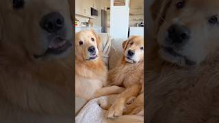 They're so nosy 😂 #goldenretriever