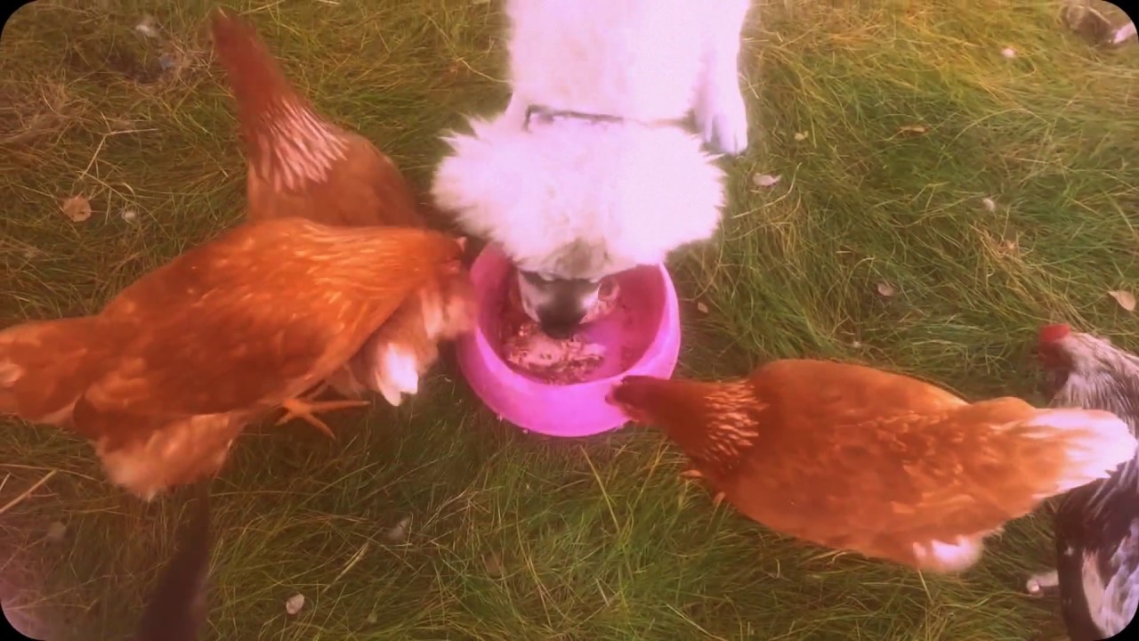 Raw Fed Dog eats chicken!! YouTube