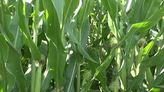 TPS Lab presents Field Reports - Part 5 Silage Corn: Good Crop From Marginal Soil
