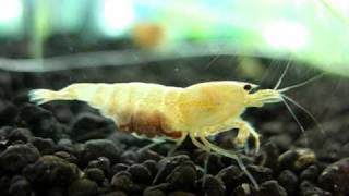 Berried golden bee shrimp