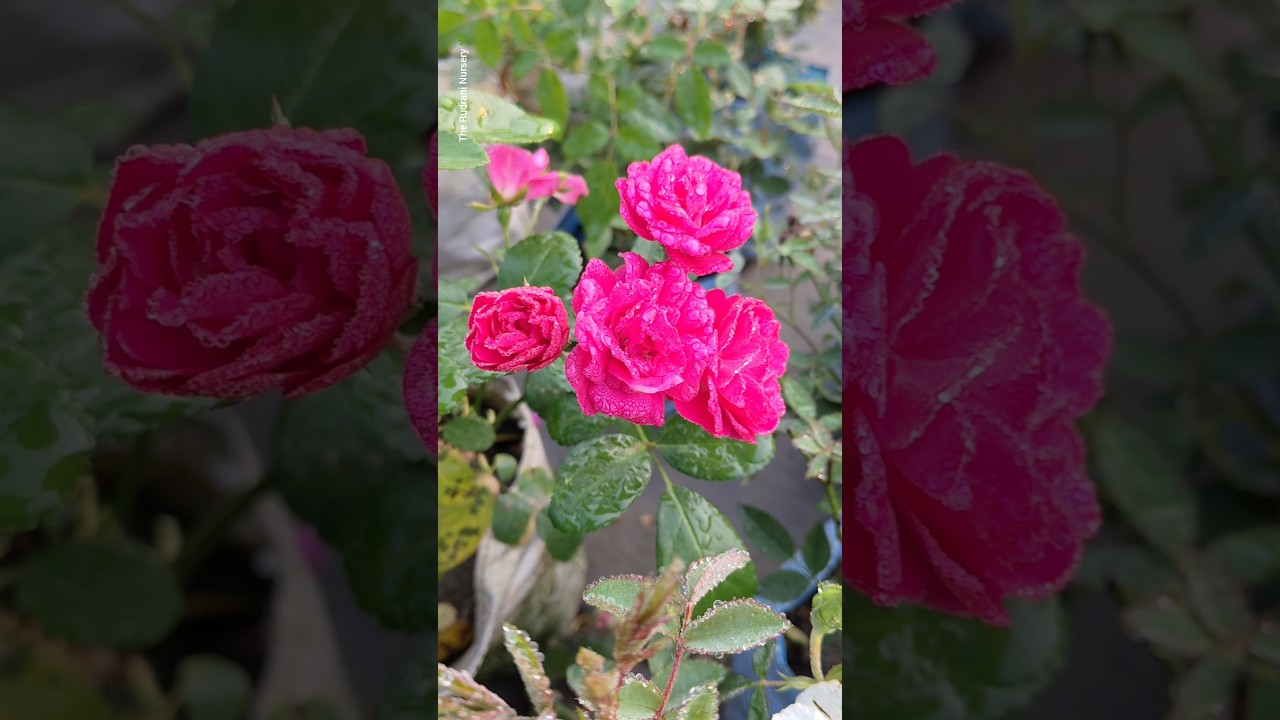 rare rose flower bloom | rose plant garden | 