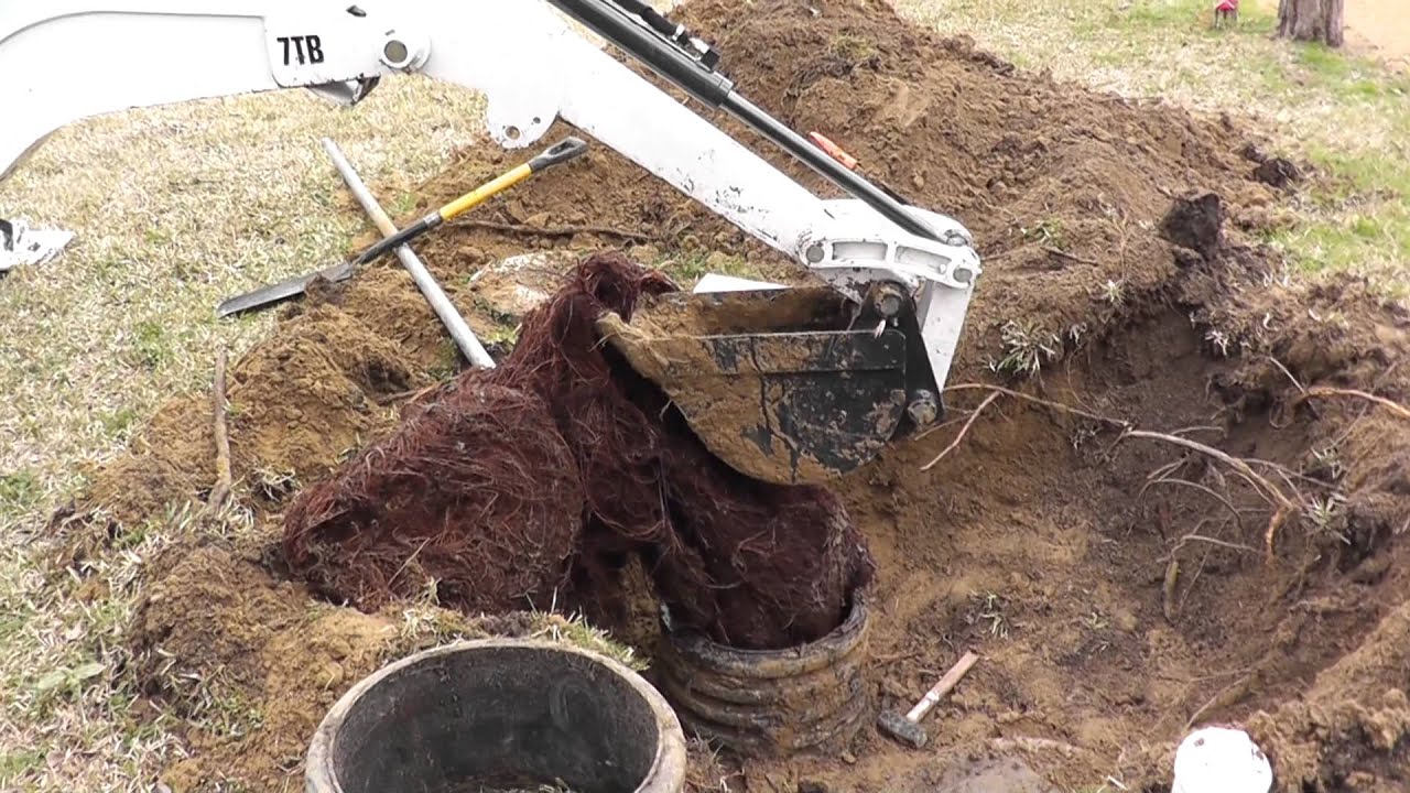 Remove roots from septic tank