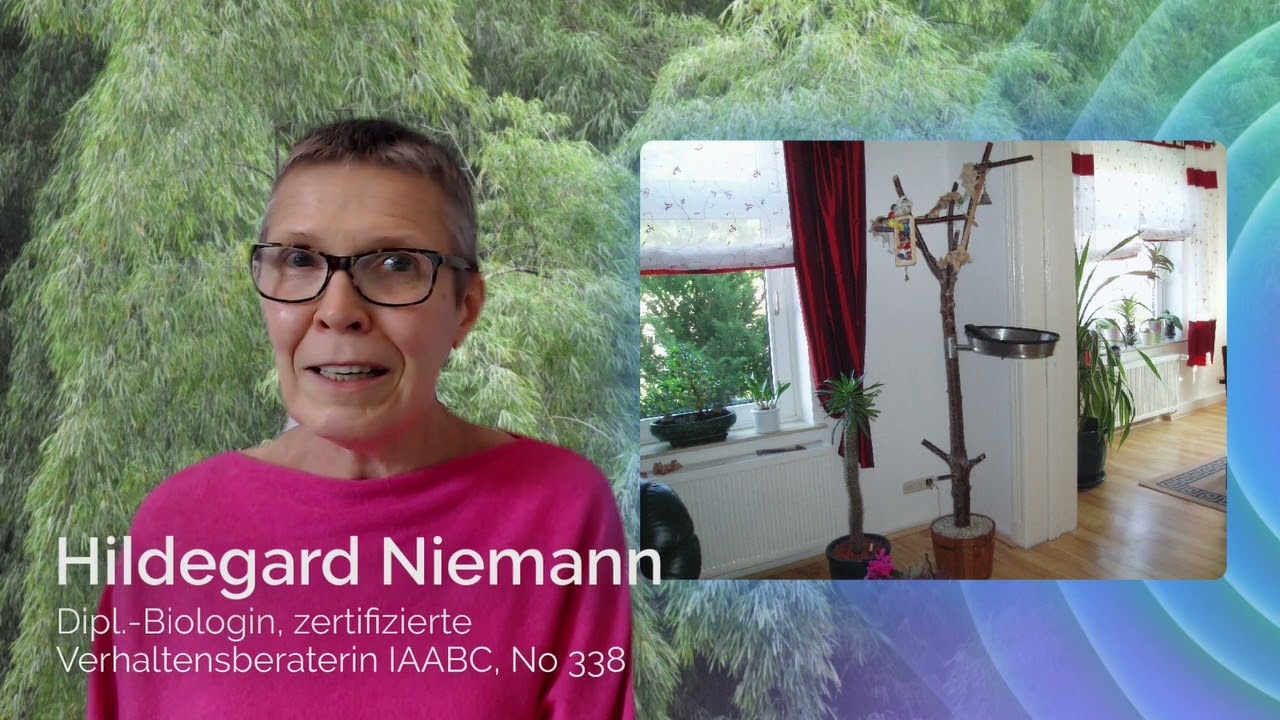 Papageien: Darauf sollten Sie bei Freisitzen achten!