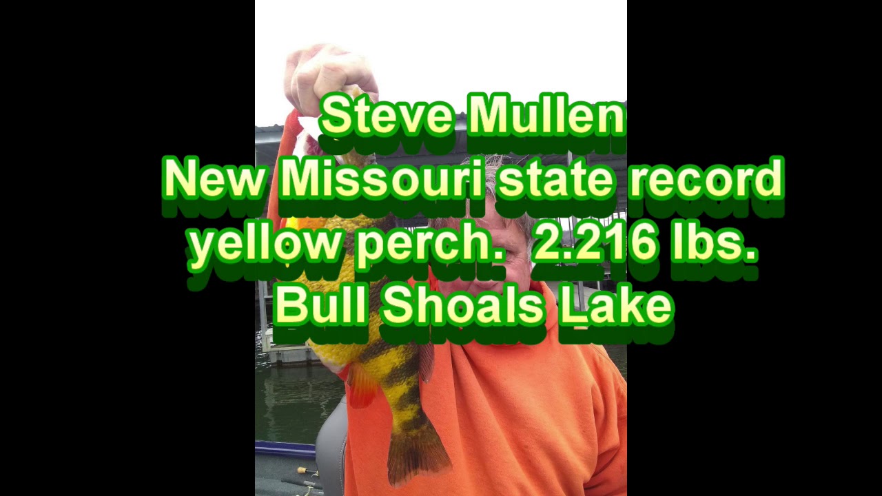 New Missouri state record yellow perch