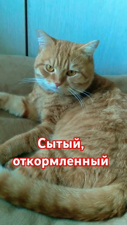 Наглая Рыжая Морда. - YouTube