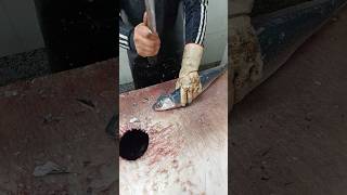 ASMR Fish Cutting and Cleaning – Fresh Catch Fillet with Relaxing Knife Sounds