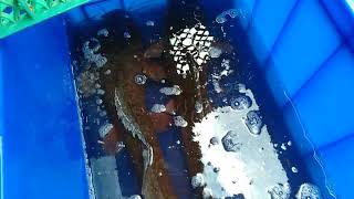 Panen  ikan lele.  Berat badan  2kg