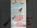 #armeniancanaries #канарейки #babycanary #birds դեղձանիկները 10 ամսեկան են գինը 12000 դրամ❤️