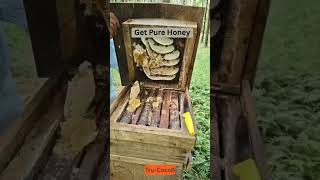Tru-CocoB | Honey-Filled Honeycomb Close-Up 🍯🐝 Bees Working on Pure Raw Honey | Natural Honey India