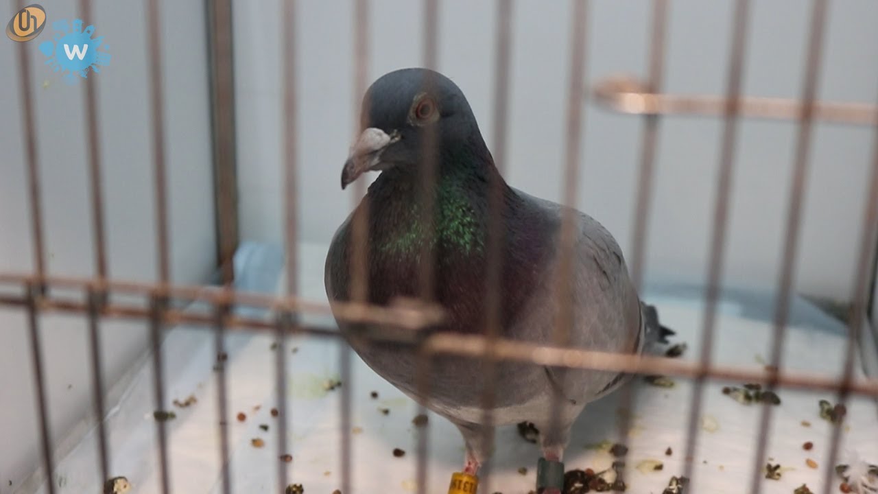 In mei leggen alle vogeltjes een ei | Helmond - YouTube