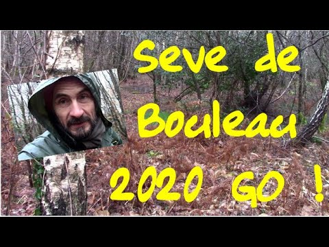 Sève de Bouleau 2020 - c'est parti!