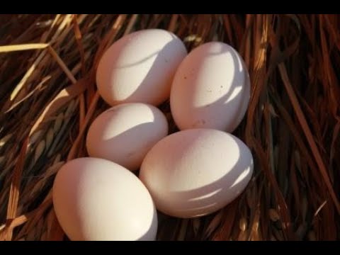 Видео: Кога котлетата снасят яйца?